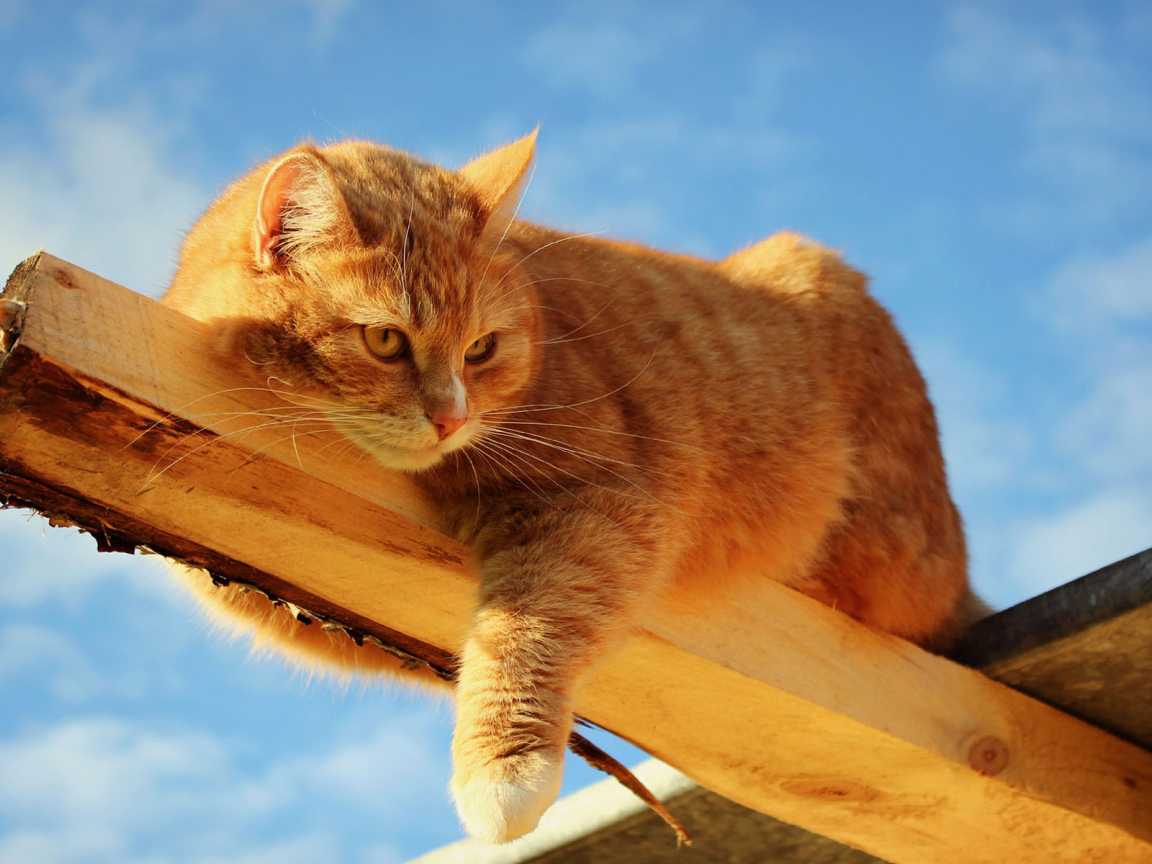 Кот лежит на доске