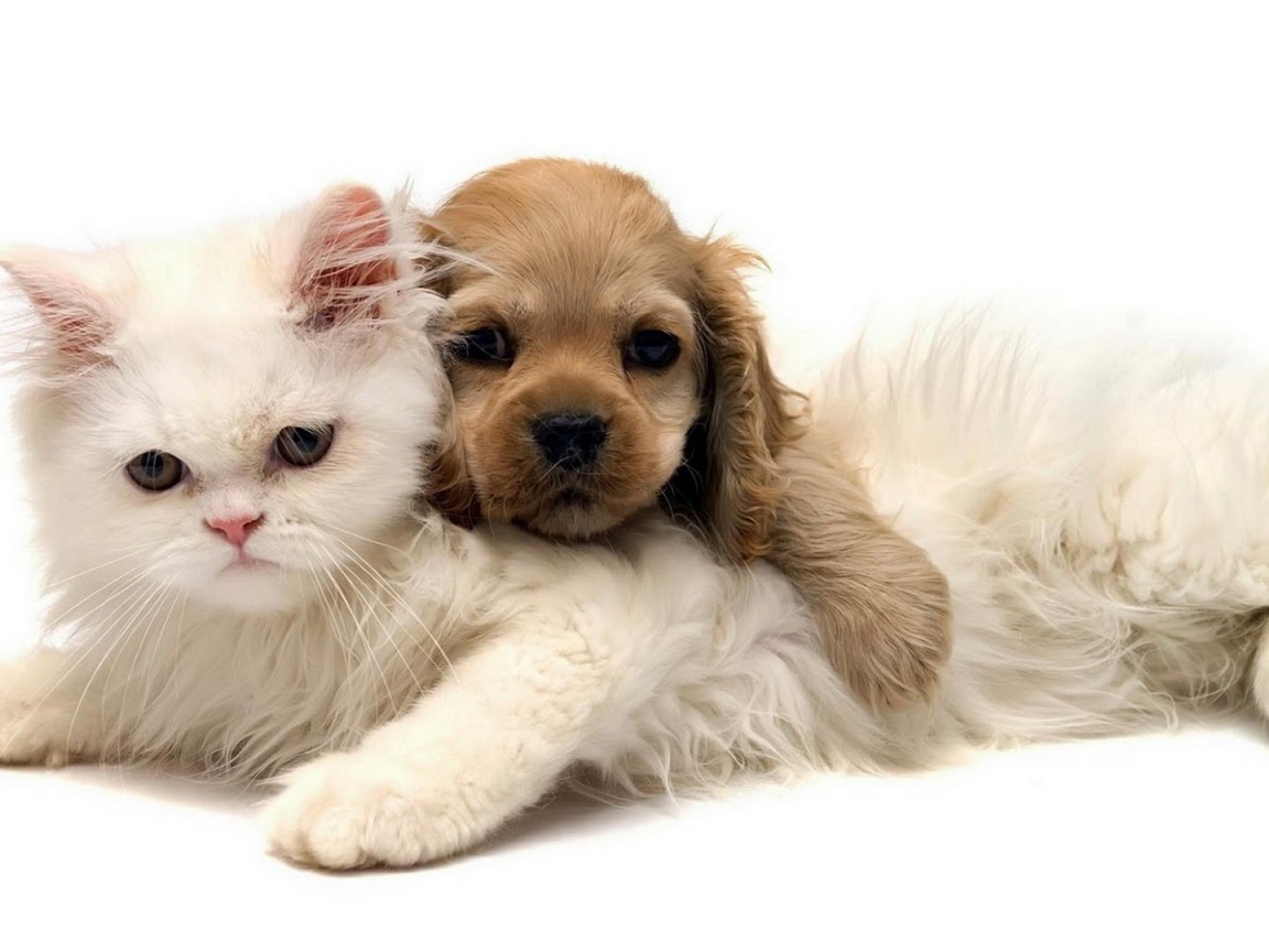 Белый кот и щенок