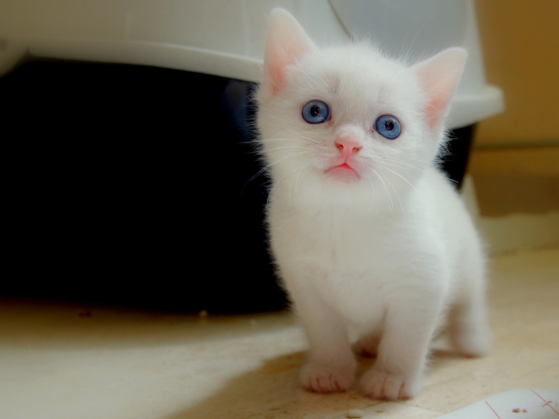 Белый котенок с голубыми глазами