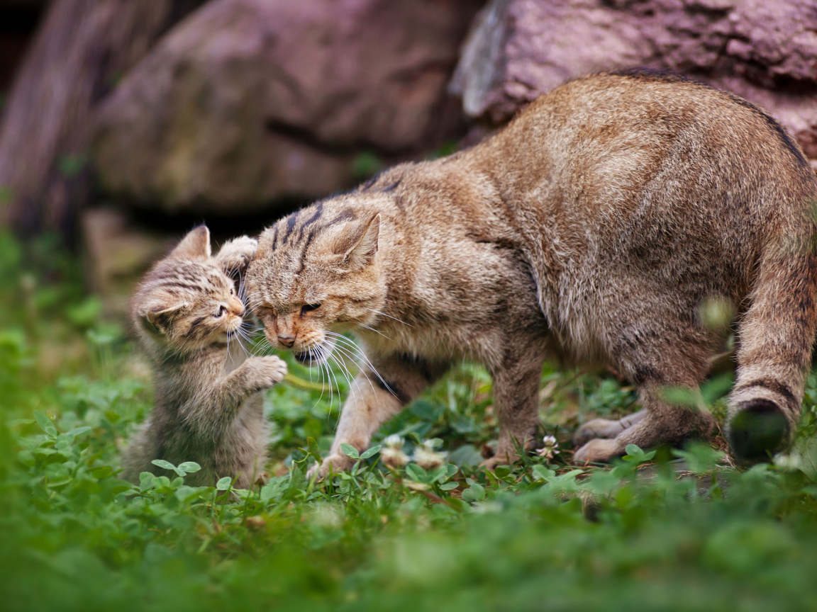 Дикая кошка с котенком