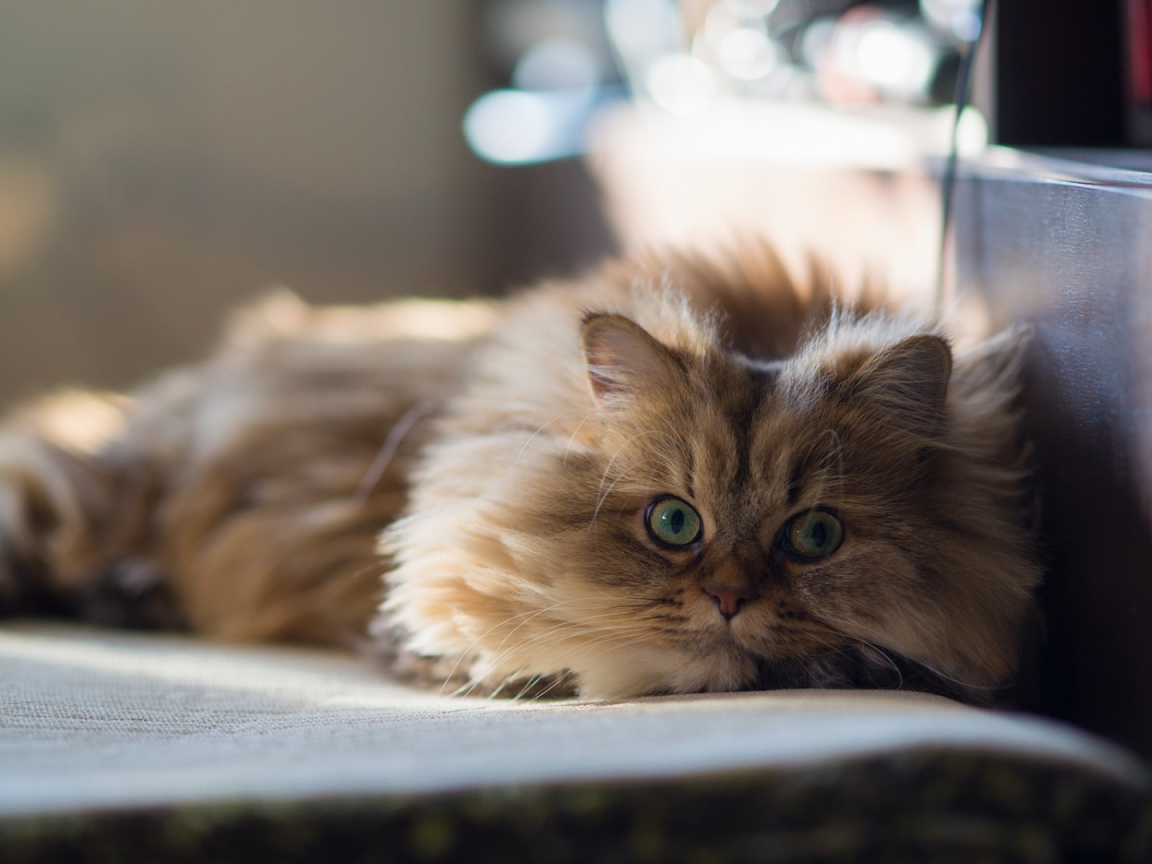 Умный кот на покрывале