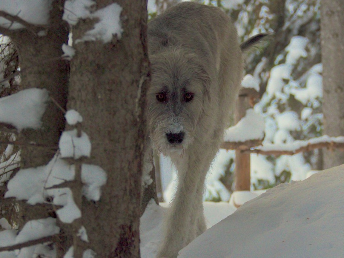 Красивый ирландский волкодав