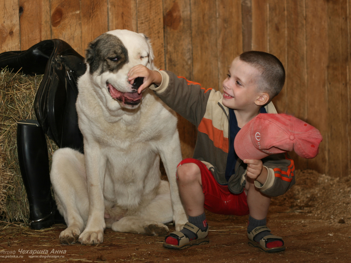 Мальчик держит за нос алабая