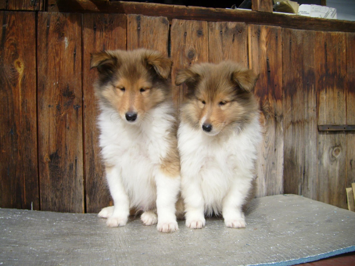 Пара милых щенков колли