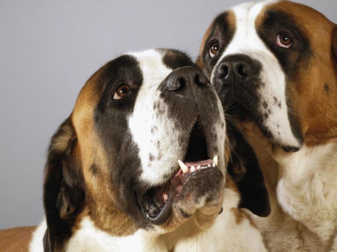 Пара собак сенбернаров