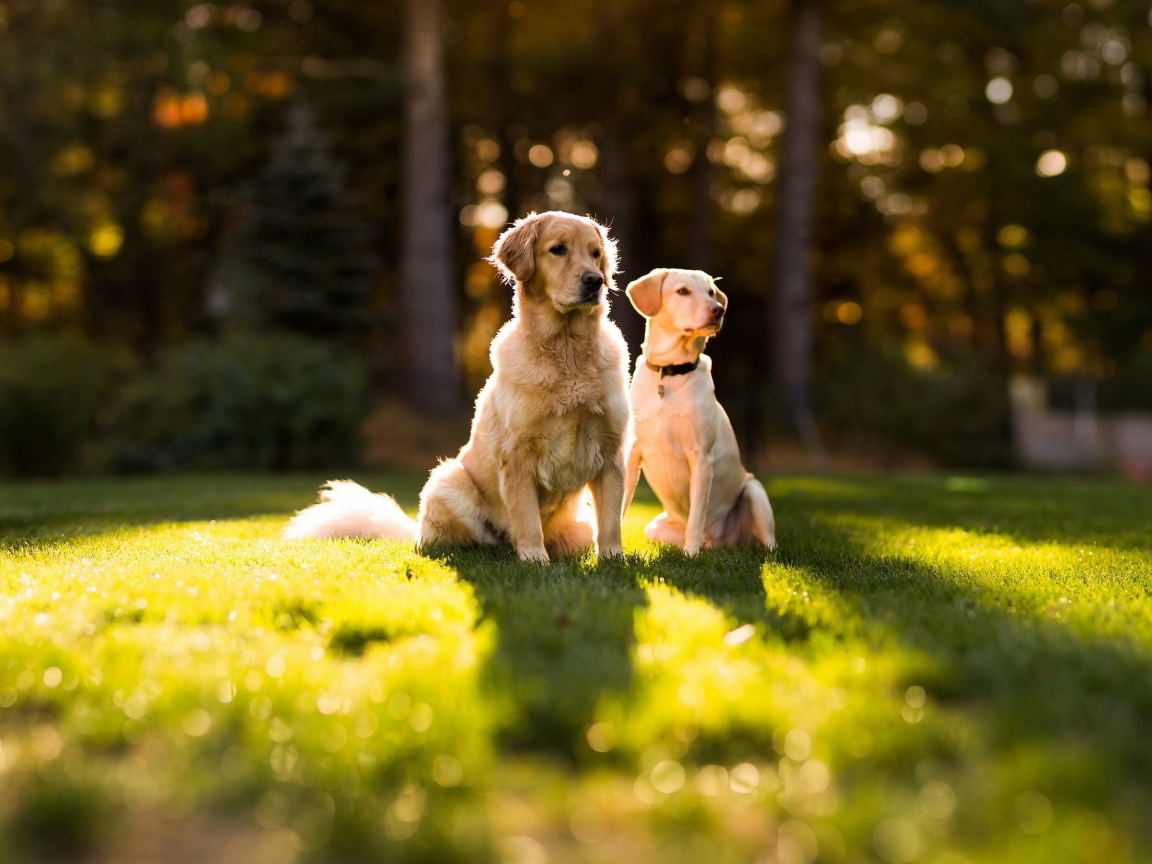 Пара золотых ретриверов