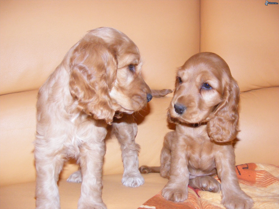 Пара щенков английского кокер спаниеля