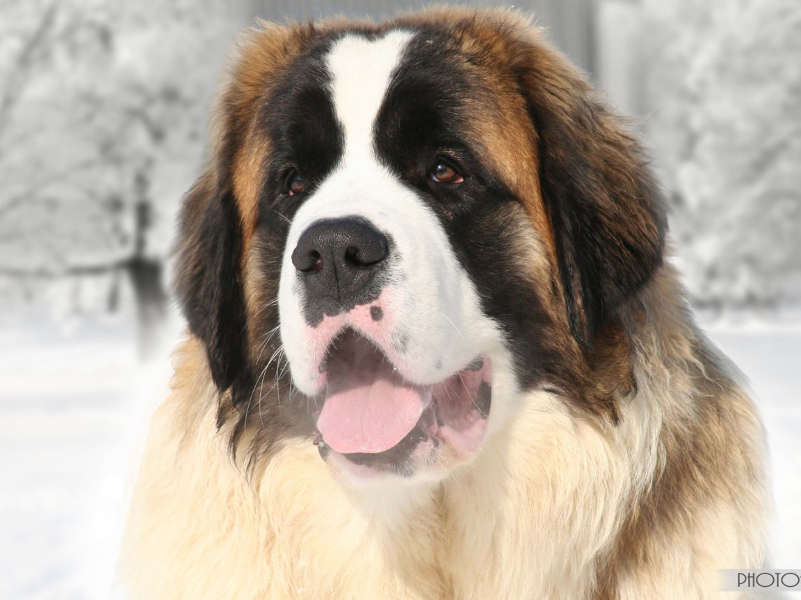 Улыбающийся сенбернар