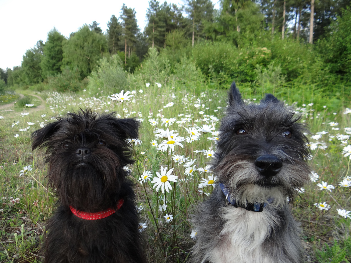 Аффенпинчеры среди ромашек