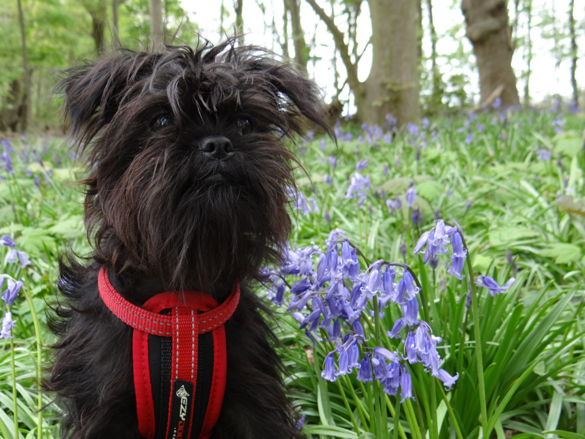 Аффенпинчер в цветах