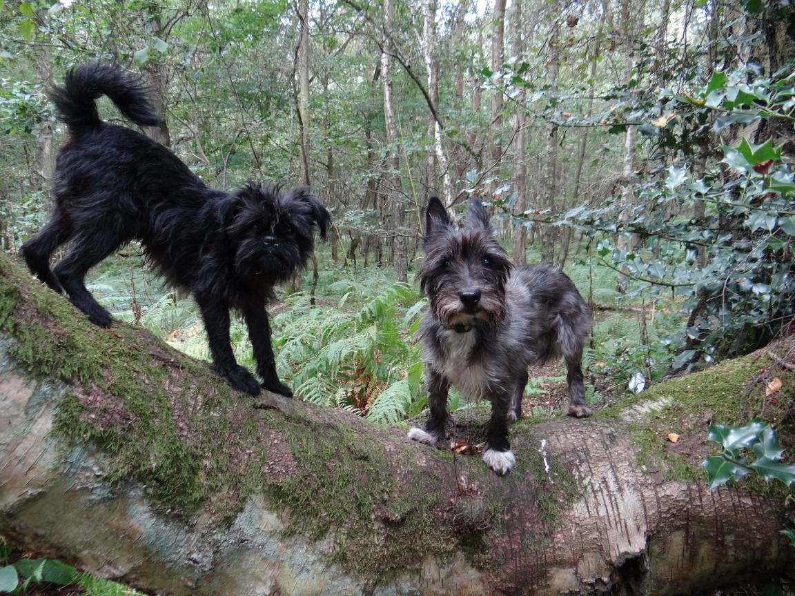 Аффенпинчеры в лесу