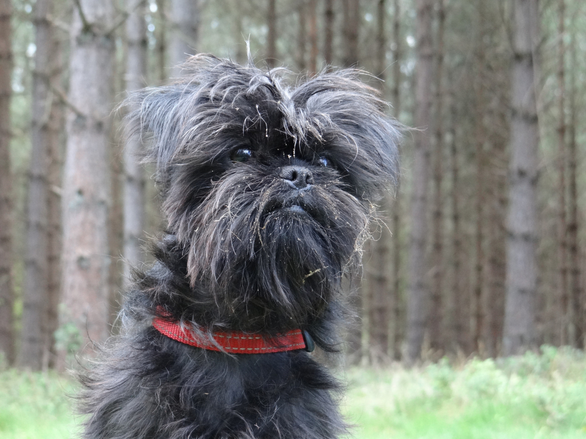 Аффенпинчер на фоне деревьев