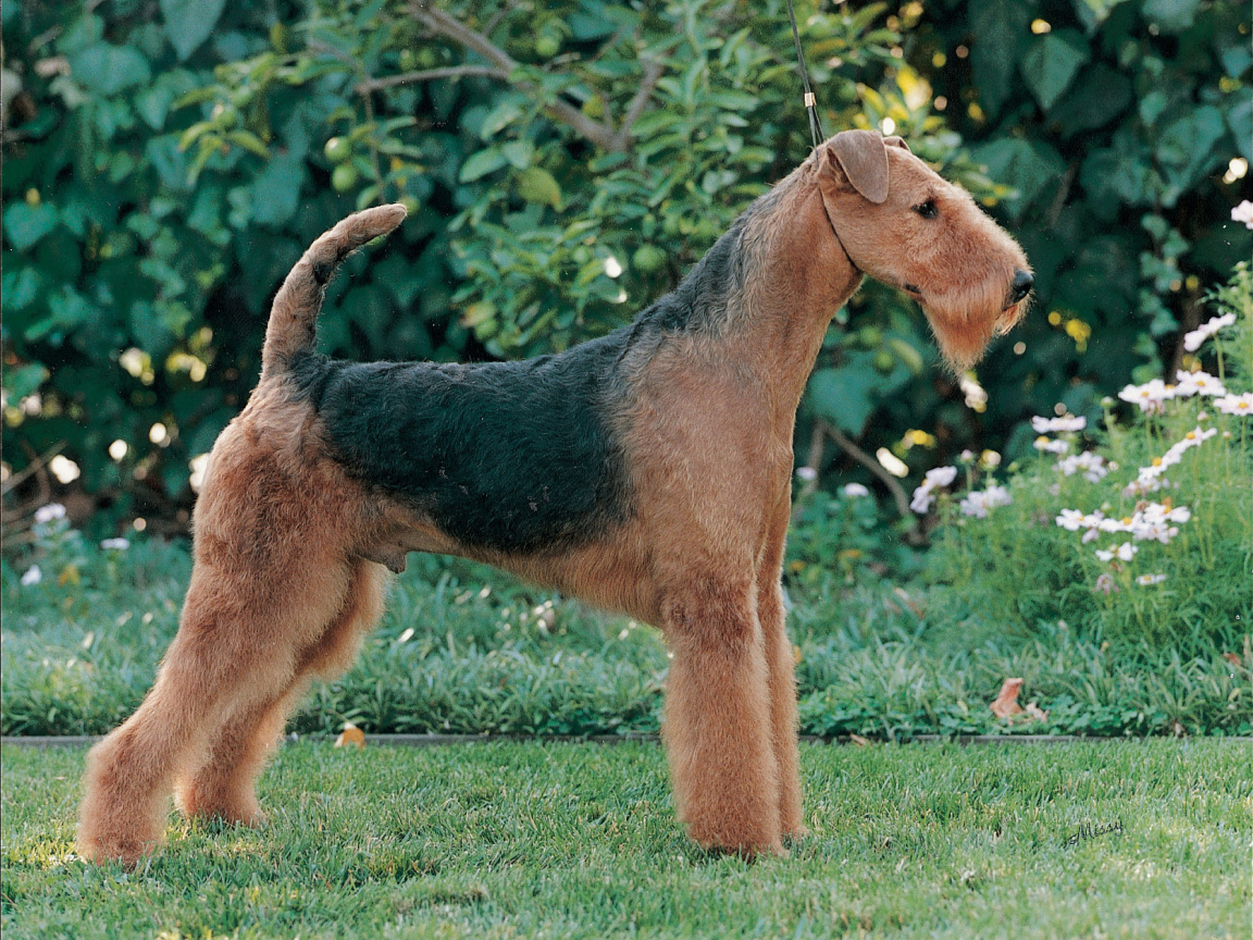 Эрдельтерьер на фоне зелени