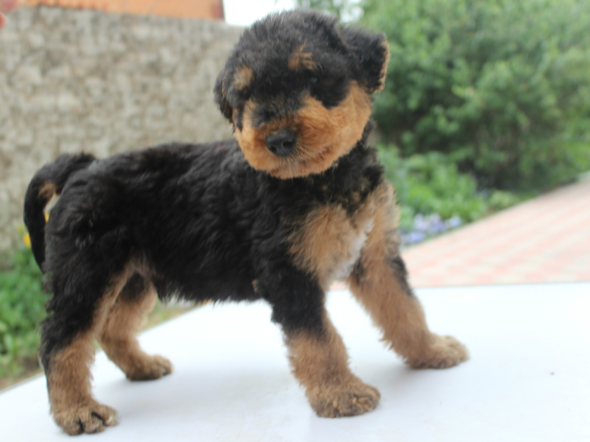 Щенок эрдельтерьера