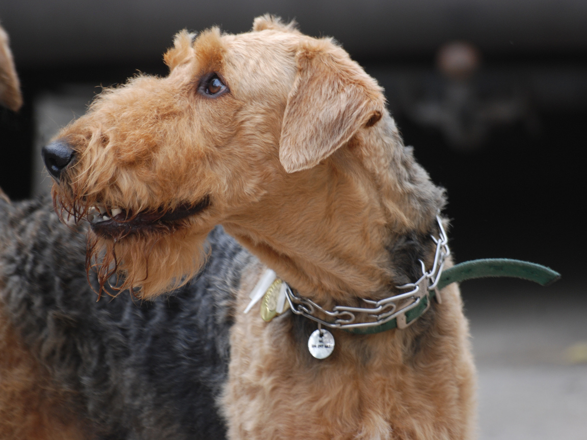 Собака эрдельтерьер на выставке