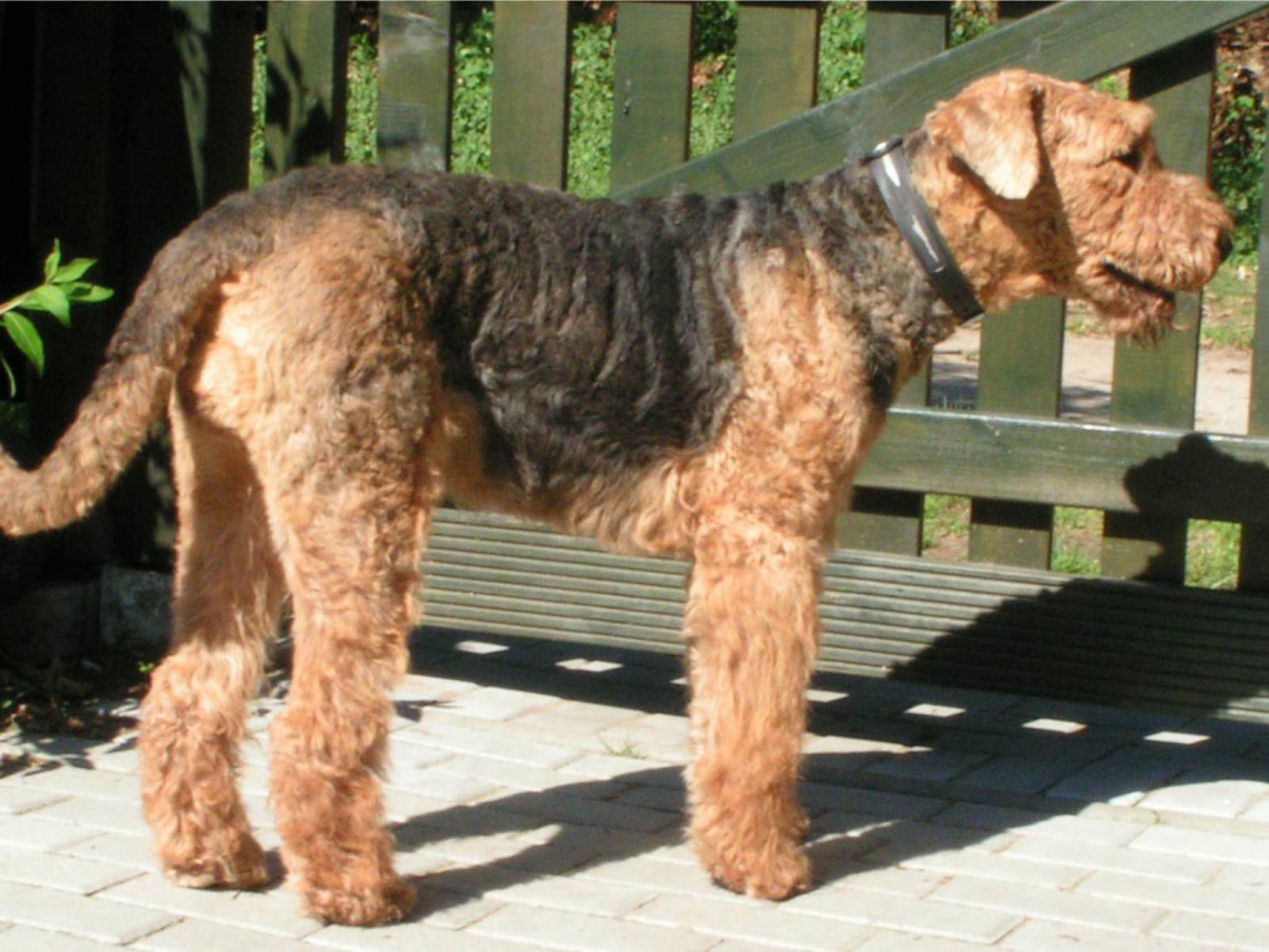 Пес эрдельтерьер охранник