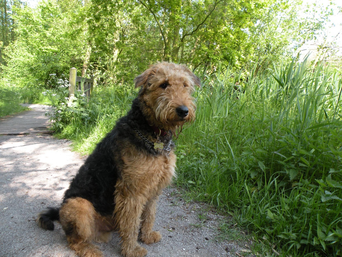 Собака эрдельтерьер сидит