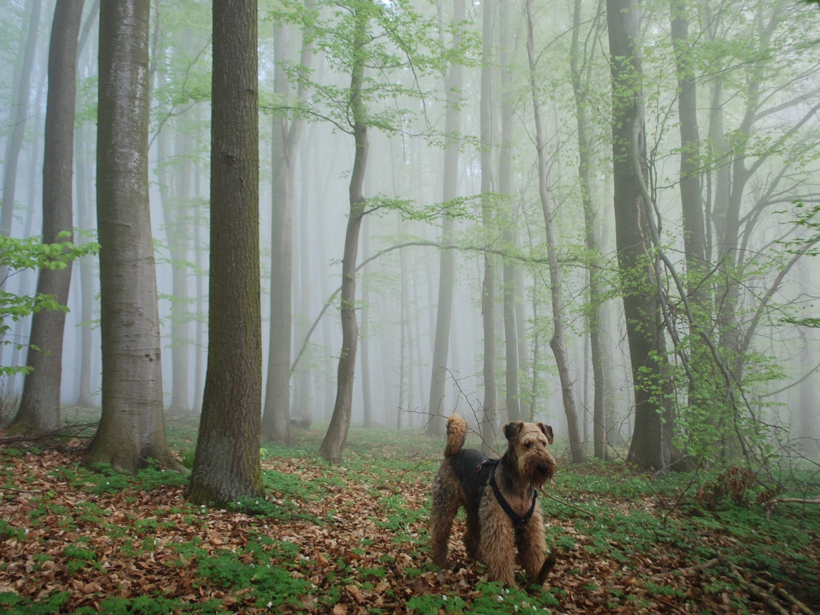 Эрдельтерьер гуляет в лесу
