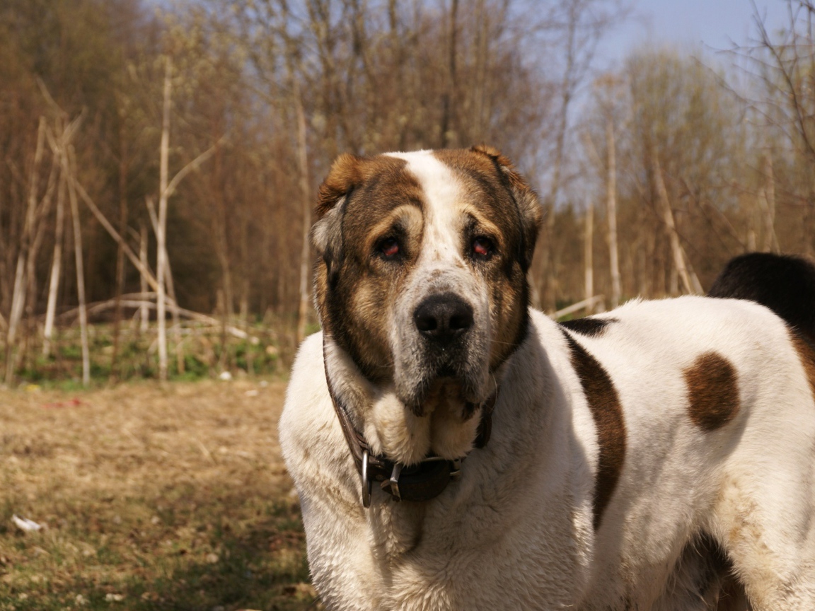 Алабай в весеннем парке