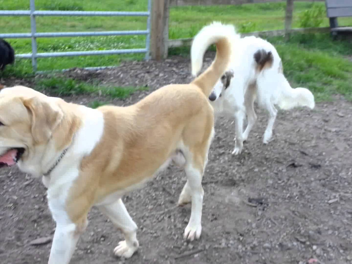 Алабай гуляет во дворе