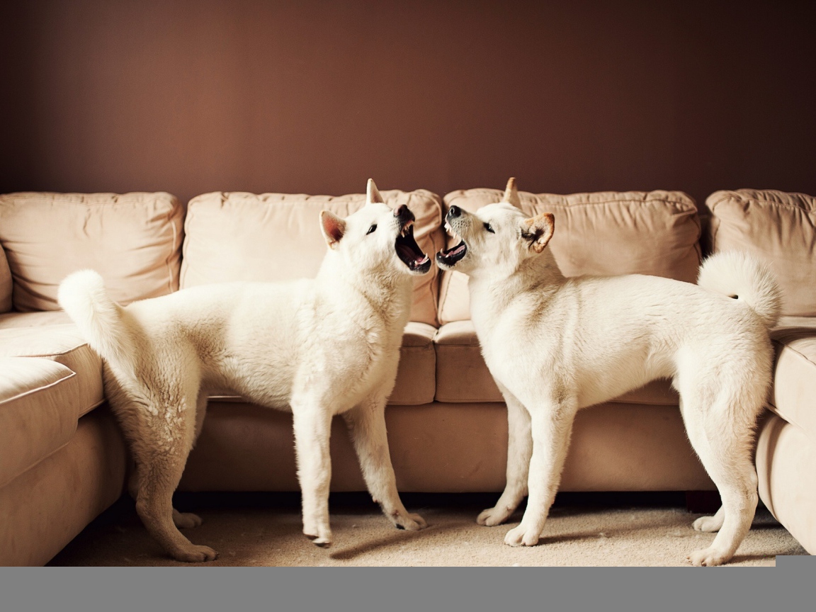 Американская акита