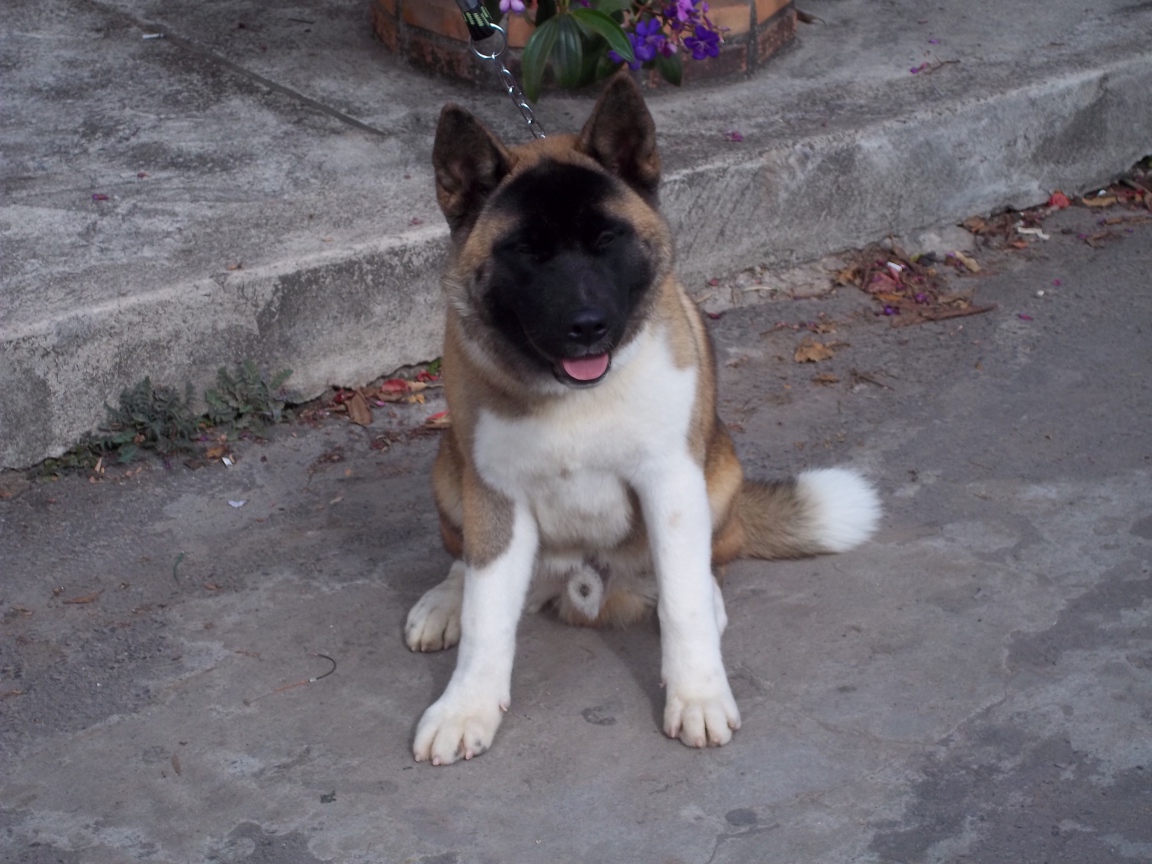 Американская акита сидит на цепи