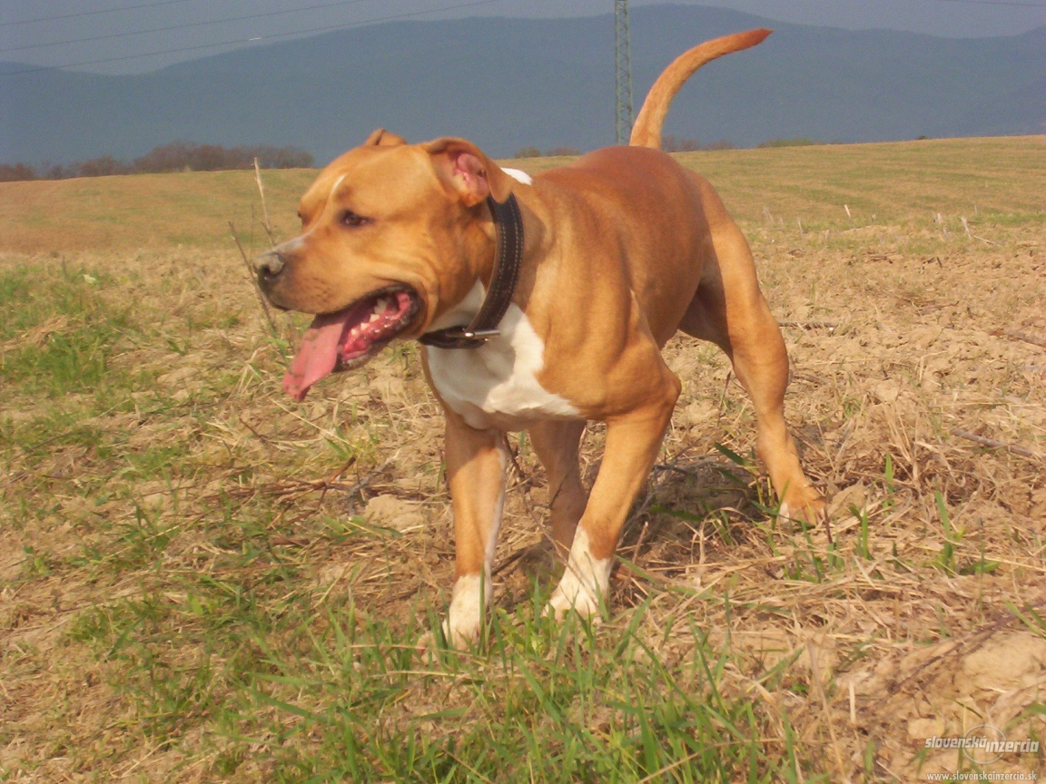 Американский стаффордширский терьер на прогулке