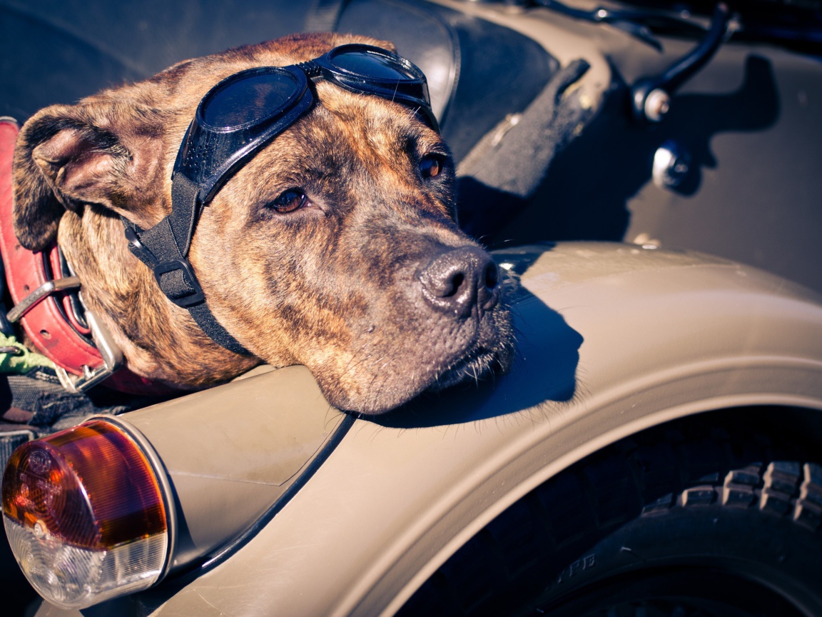 Американский стаффордширский терьер в мотоцикле