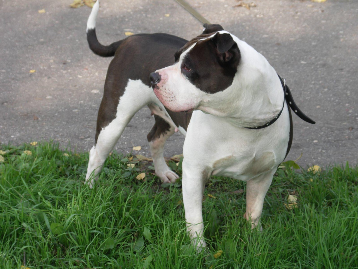 Американский стаффордширский терьер на поводке
