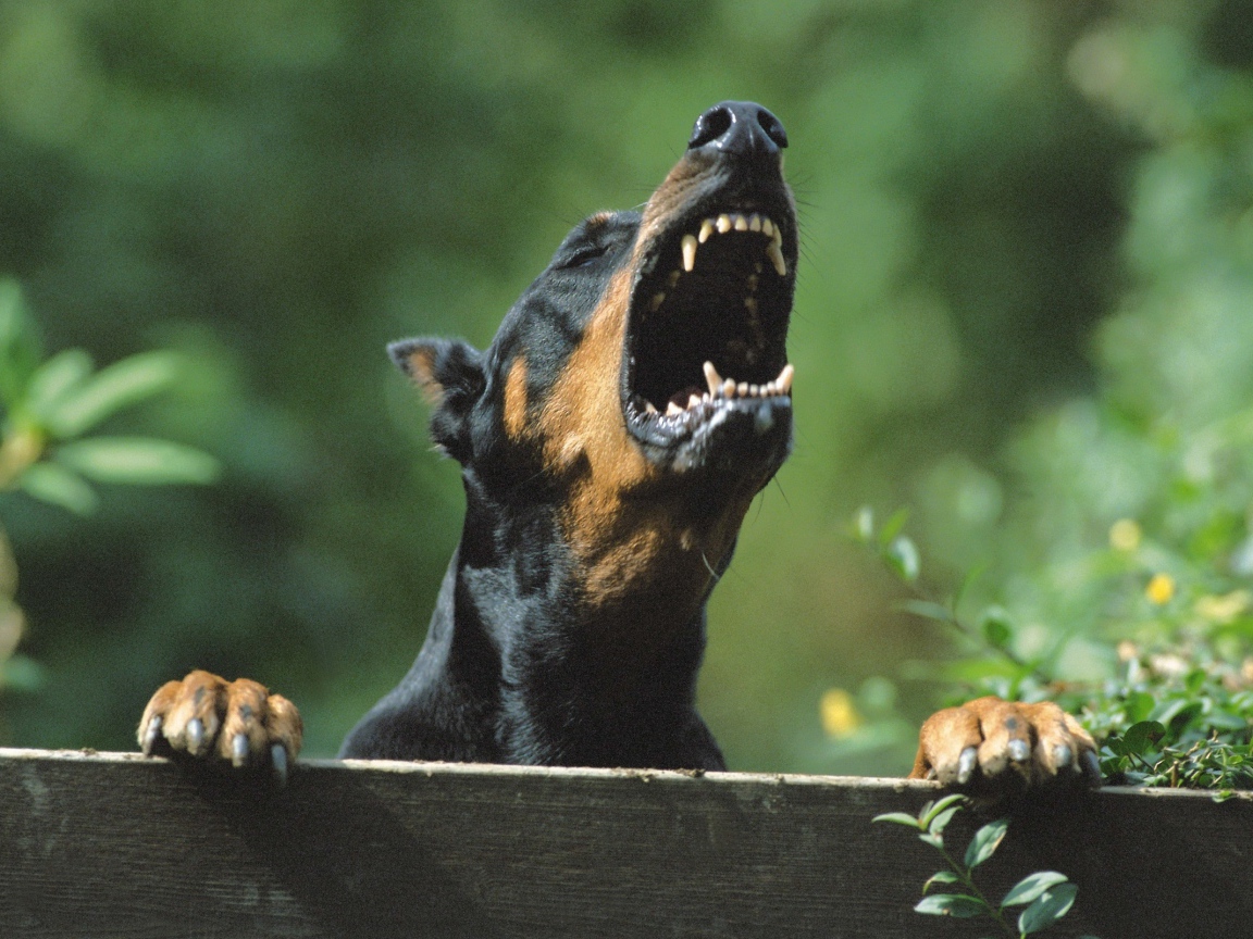 Злой доберман за забором