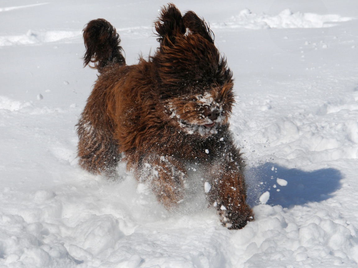 Барбет бежит по снегу