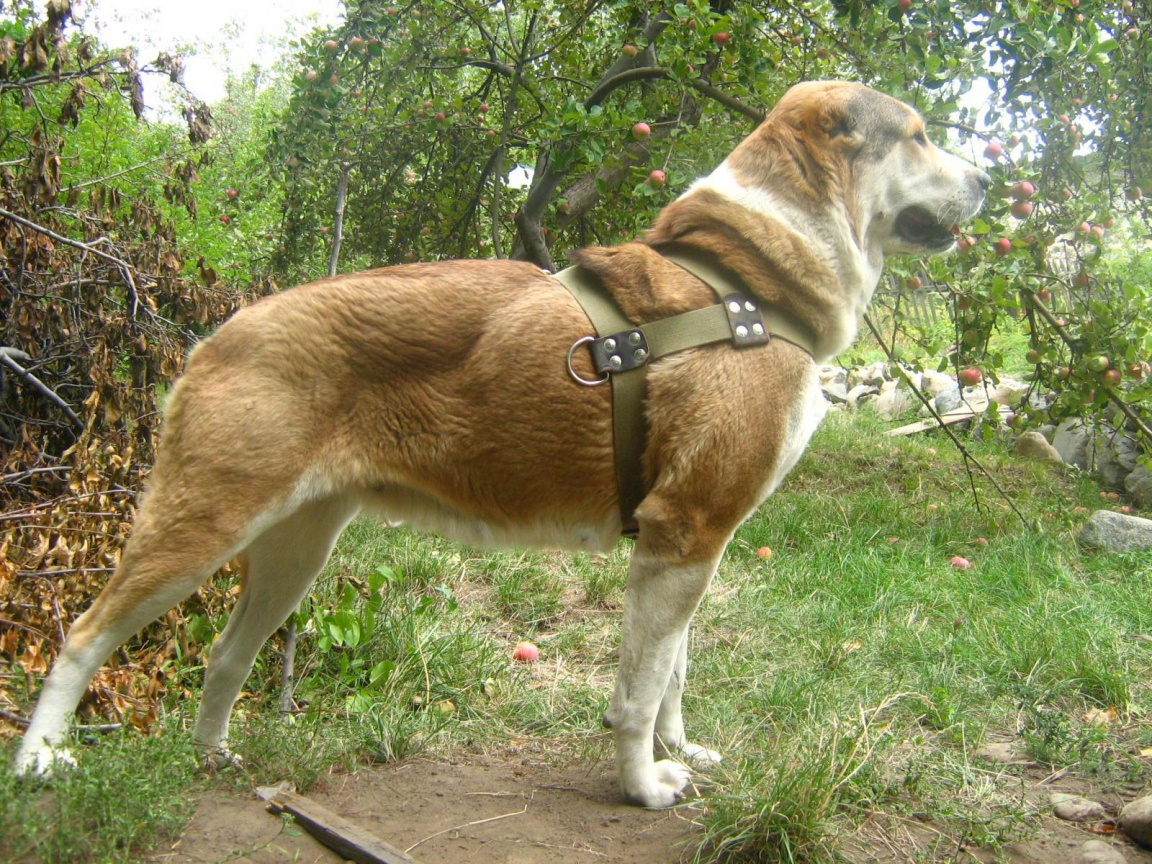 Красивая стойка алабая