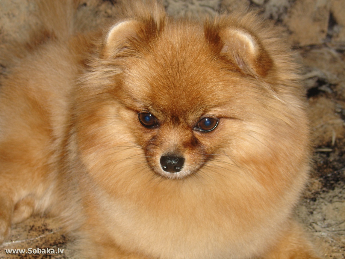 Красивый немецкий шпиц