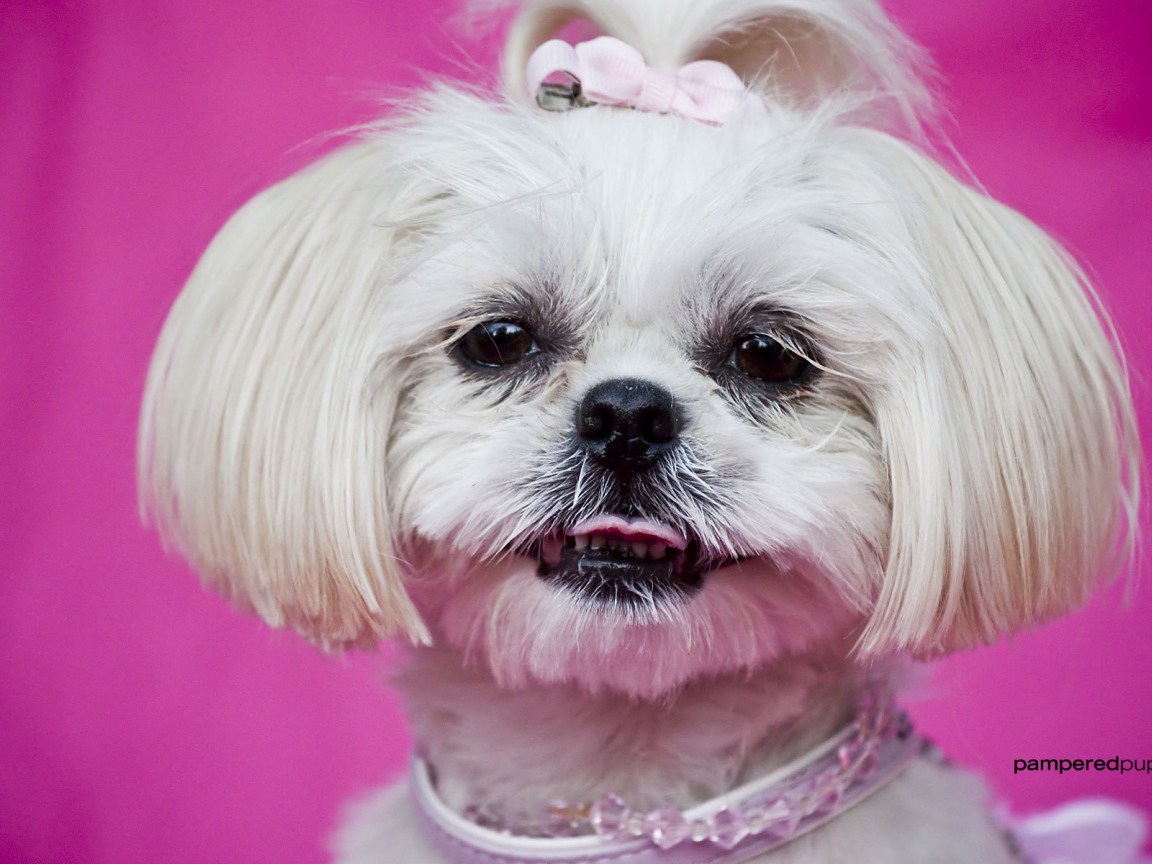 Красивая стрижка шитцу