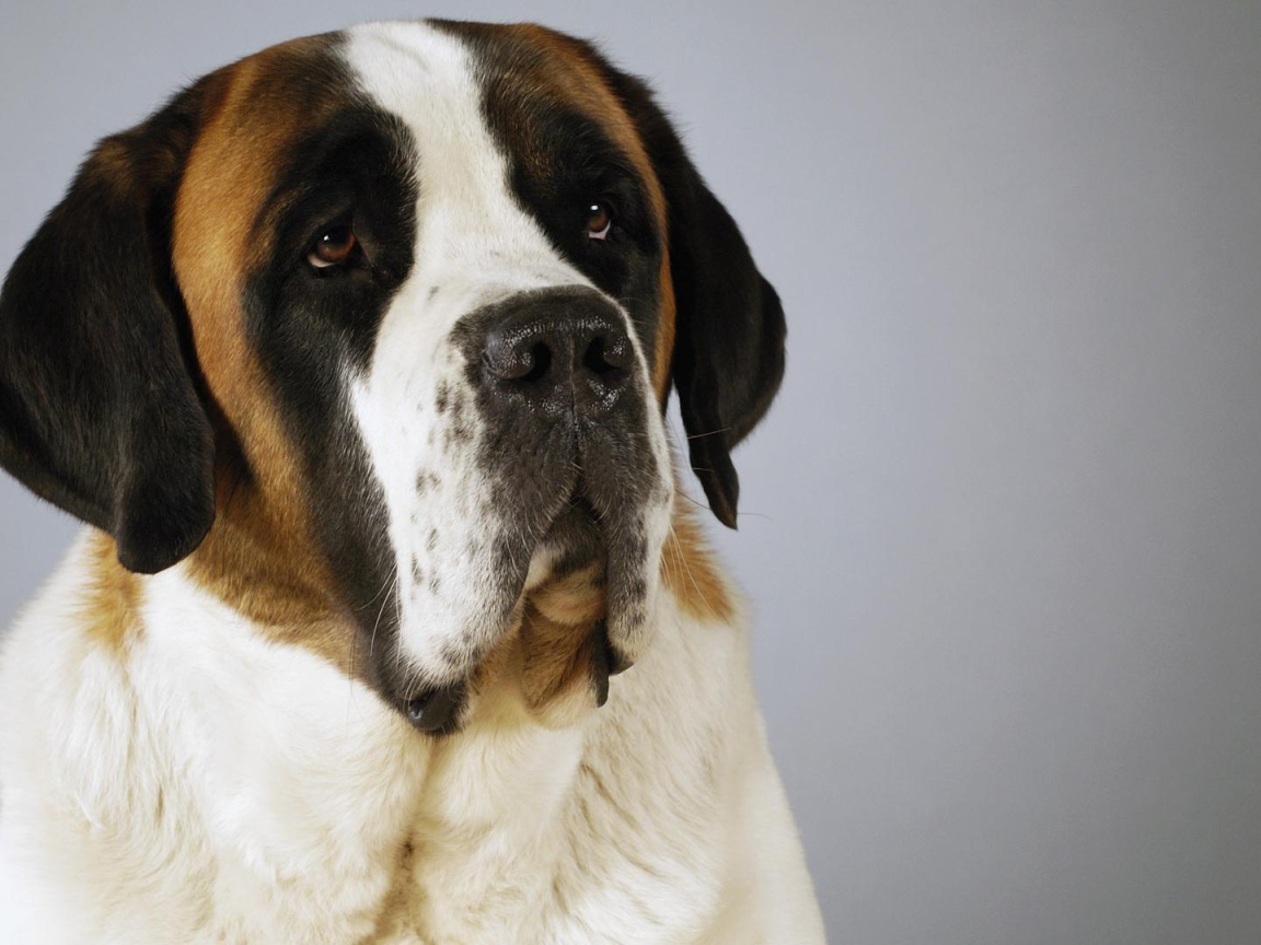 Красивый пес сенбернар
