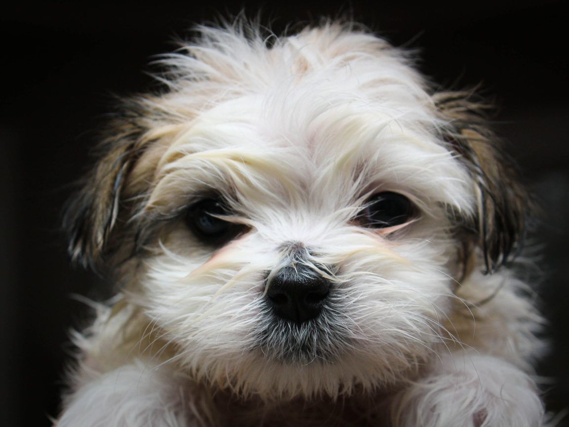 Красивая мордашка шитцу