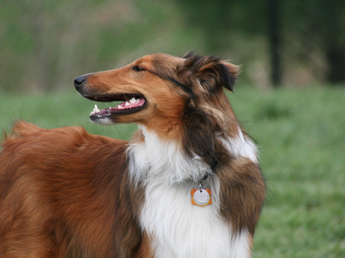 Beautiful brown collie
