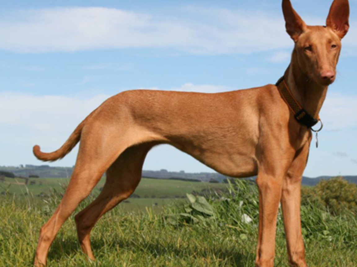 Красивый пес Фараонова собака