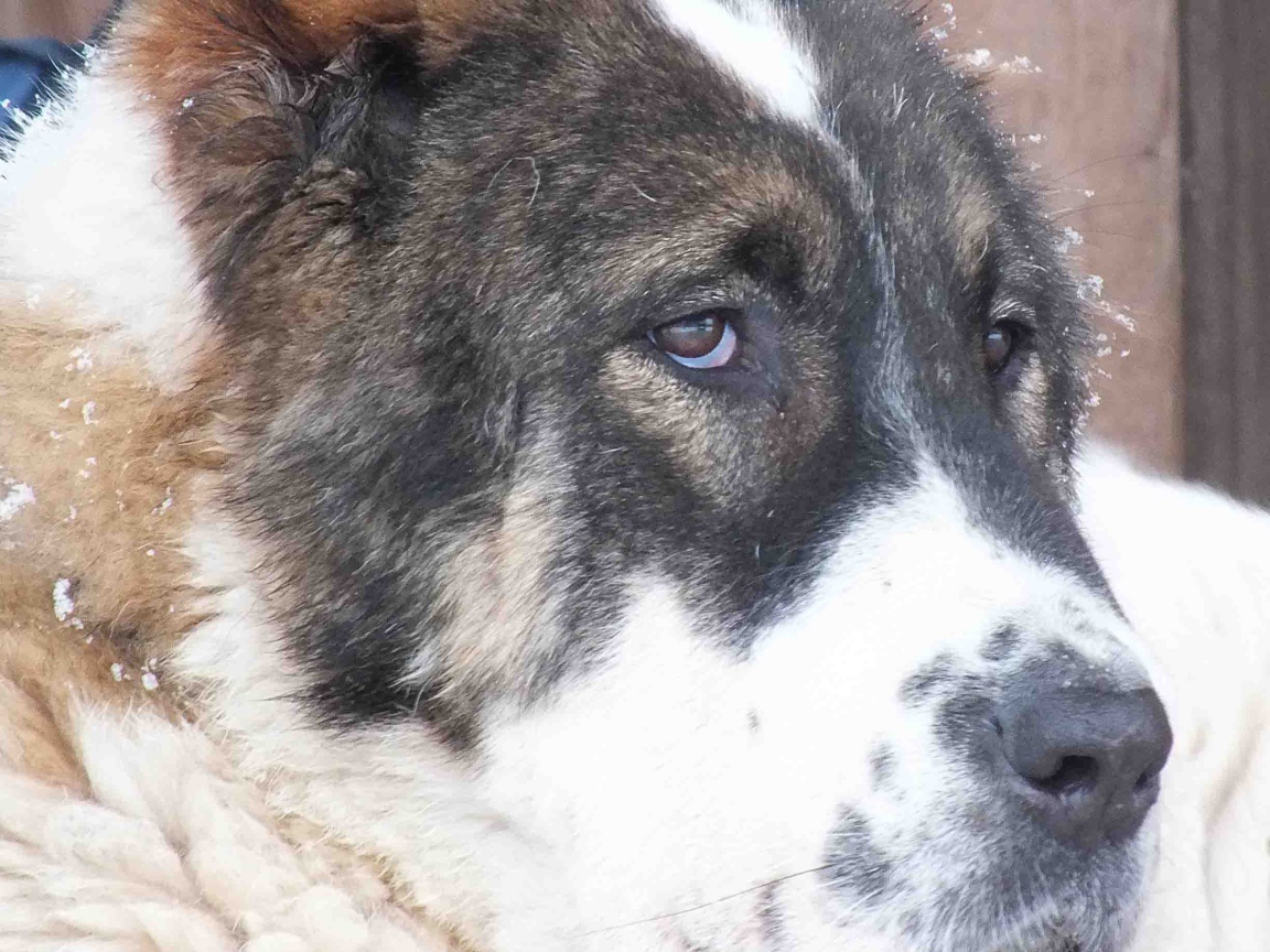 Красивые глаза алабая