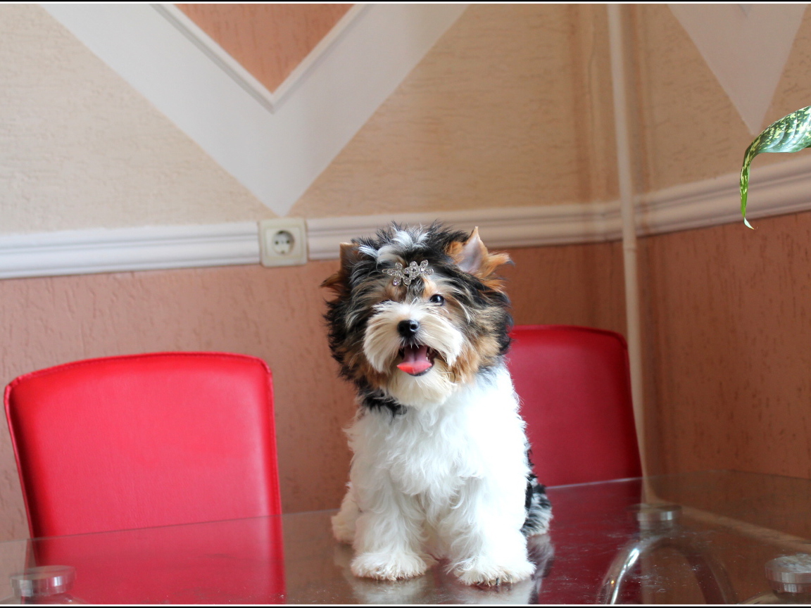 Бивер йорк на столе