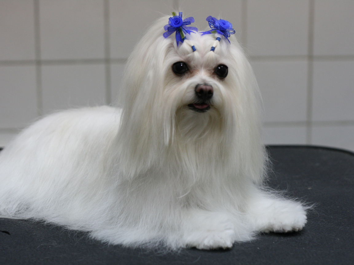 Болонка с украшениями