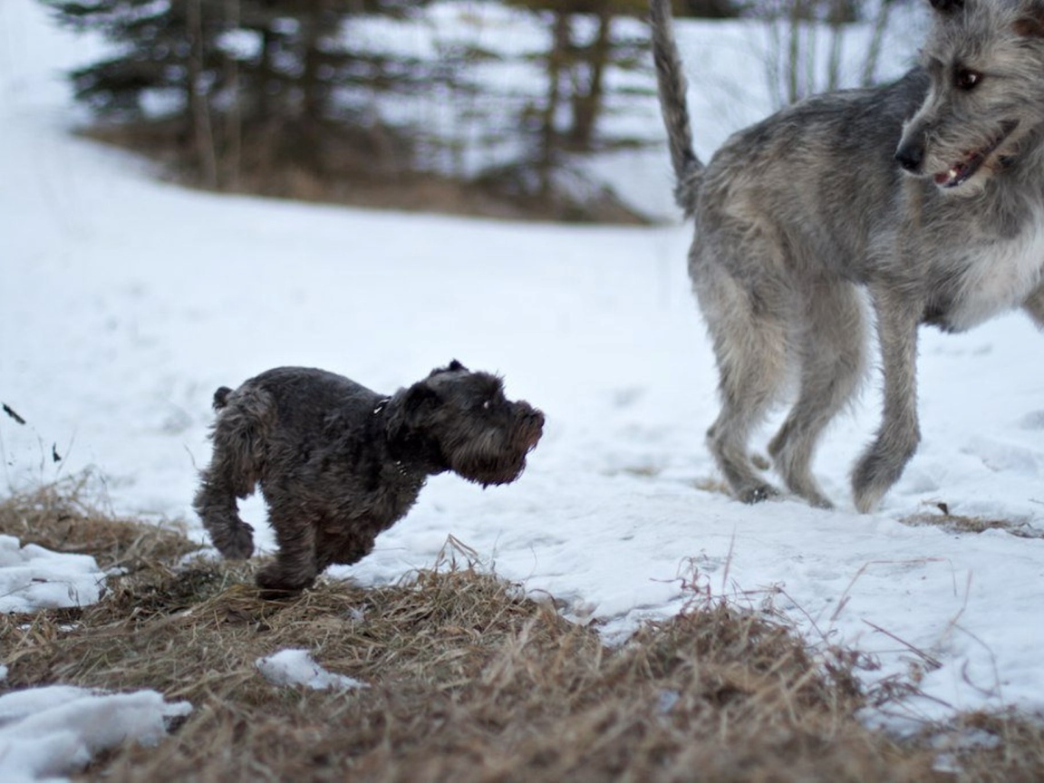 Большой ирландский волкодав убегает от маленькой собачки