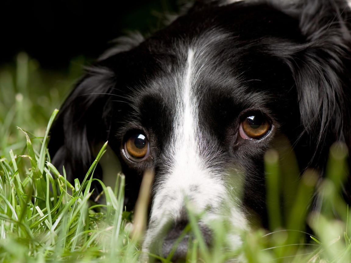 Черно белый колли