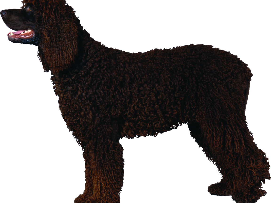 Черный кучерявый пудель