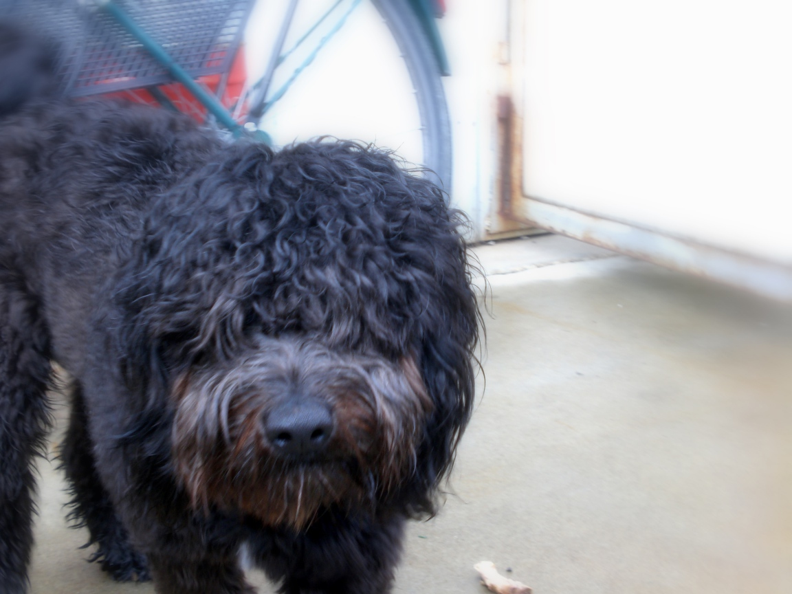 Черный лохматый барбет