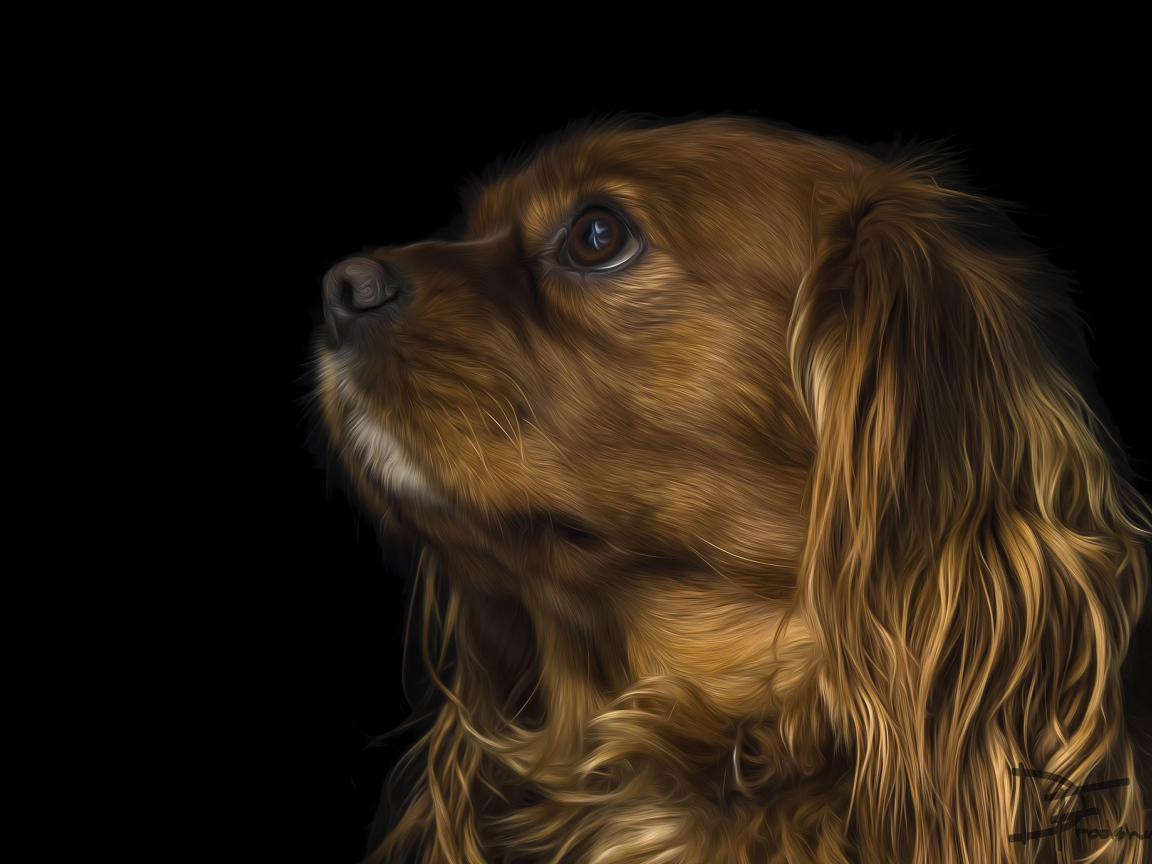 Коричневый кавалер кинг чарльз спаниель