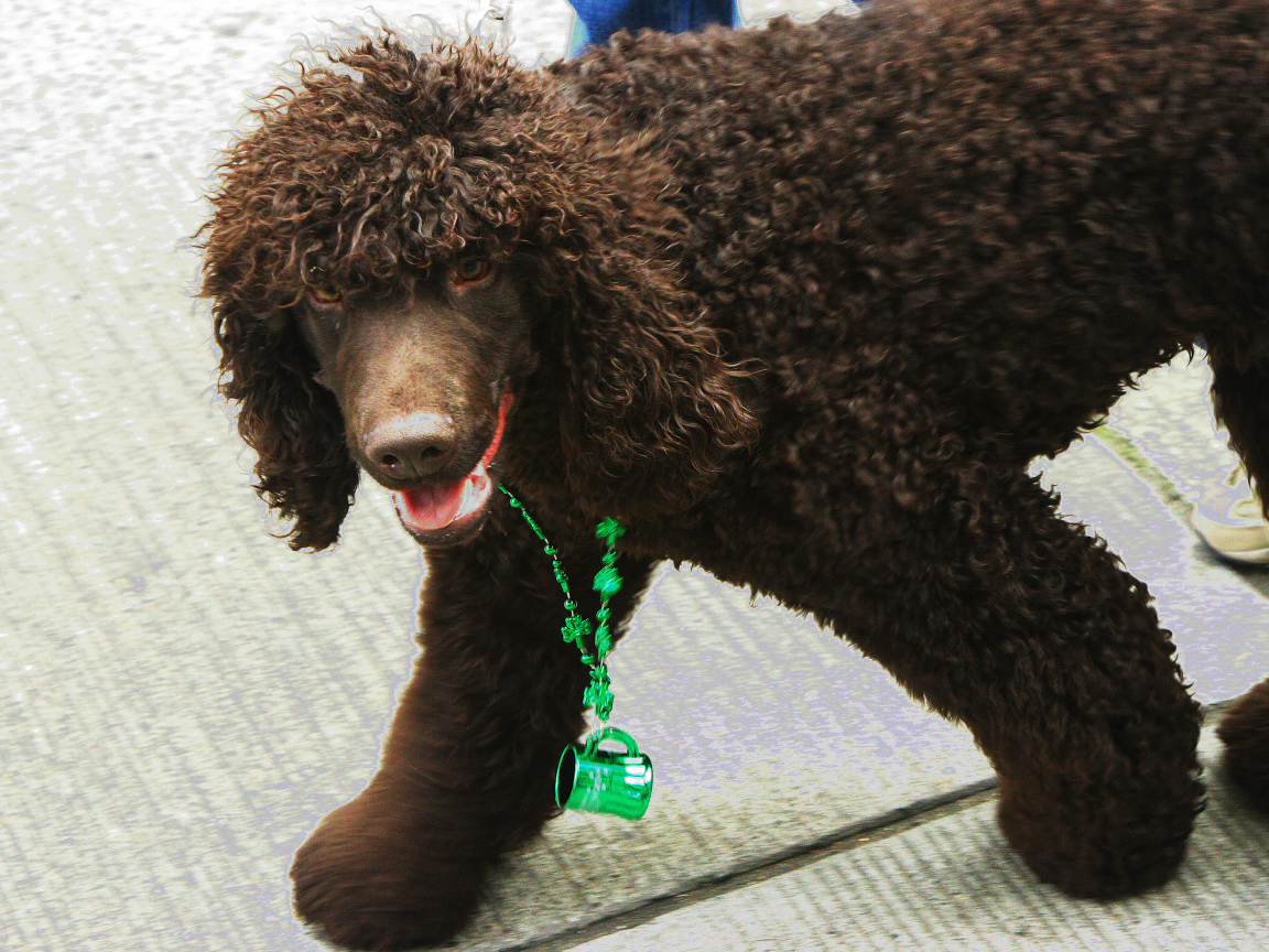 Коричневый ирландский водяной спаниель