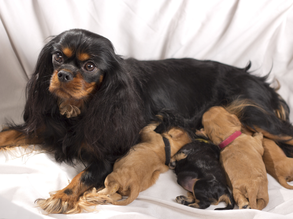 Кавалер кинг чарльз спаниель с щенками