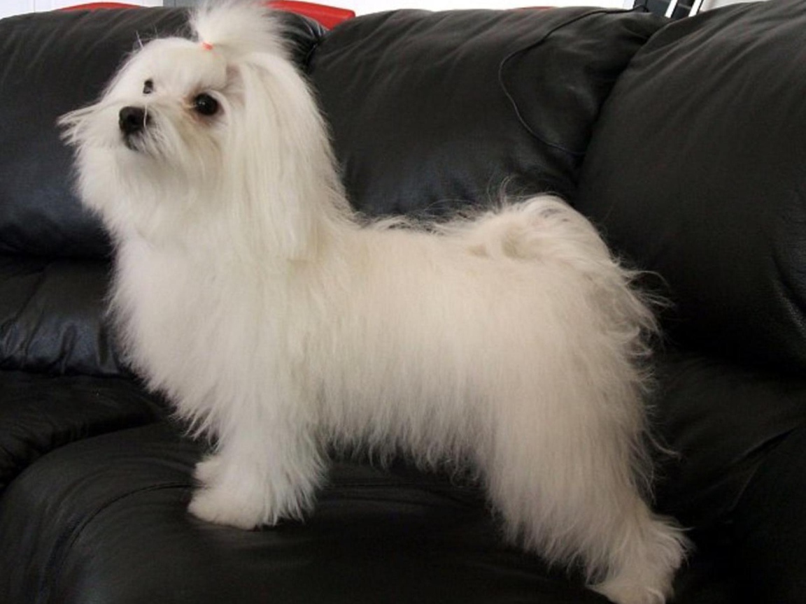 Коротко остриженная болонка