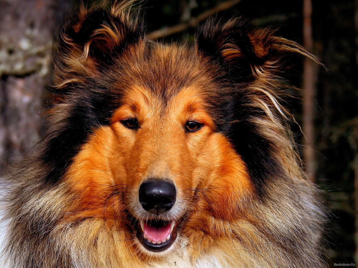 Собака колли улыбается